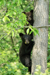Two Black Bear cubs in tree, Minnesota, USA