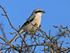 Great Grey Shrike at South Leigh, Oxfordshire
