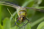 DRAGONFLY EATING WASP