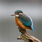 Female Kingfisher