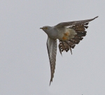 Male Cuckoo