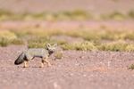 Chilla (South American Grey Fox), Atacama Desert, Chile