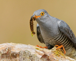Cuckoo (male) close-up with caterpillar, Scotland