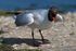 Black-headed Gull (breeding adult) calling at Brownsea Island