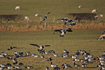 Barnacle Geese