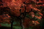 Acer Palmatum Ornatum