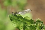 BRD1018