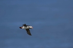 Fife_Puffin 0020