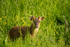 Muntjac Deer - Hollesley Marshes