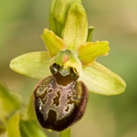 Ophrys argentaria (syn O.araneola ssp argentario)