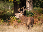 Red Deer