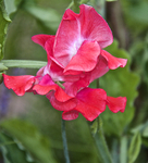IMG_7268 - Version 2