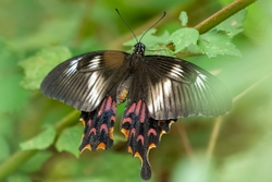 Common Mormon