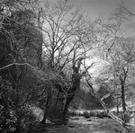 Trees in Winter portfolio