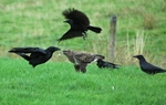 Common Buzzard
