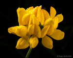 Greater Bird's-foot-trefoil