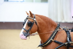 Class 1 - Non Hackney Private Drive 13.2hh and Under portfolio