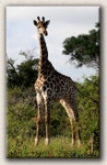 Girrafe