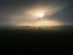 The Fog