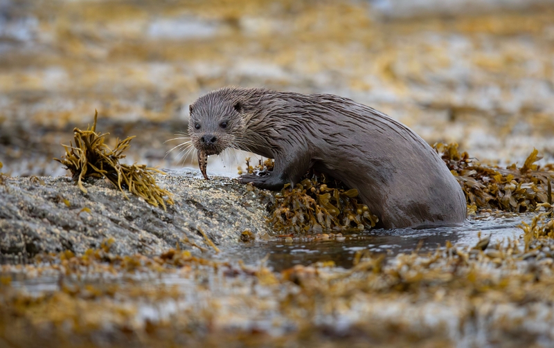 Eurasian Otter - Isle of Mull - Scotland