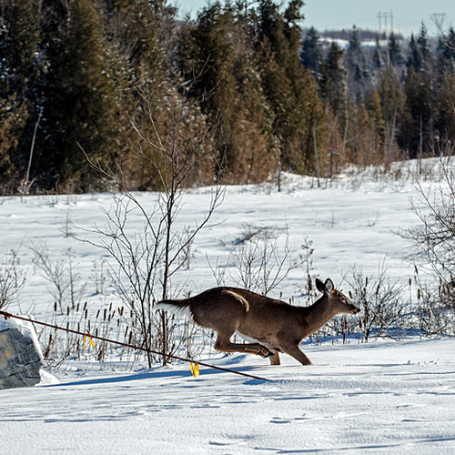 A white-tailed deer 'crosses the line' on a sunny winter's afternoon.