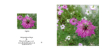 016 Nigella
