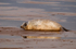 Grey Seal Pup