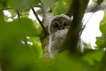 Tawny Owl chick