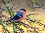 Bullfinch