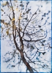 trees, encaustic, photograph