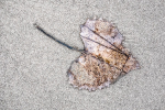 COTTONWOOD LEAf, DECEMBER - LONG POINT BEACH