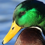 Mallard
