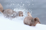 Arctic Foxes scuffle in snow, Hornstrandir, Iceland
