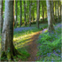 Bluebell Path, Downhill Forest (IMG1270)