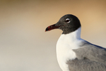 Laughing Gull head side view , Fort De Soto, Florida