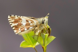 Grizzled Skipper