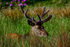Stag in the Wild