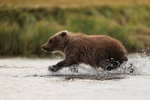 Grizzly Bear cub running in creek, Lake Clark National Park, Alaska
