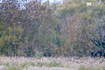 Starlings, Avalon Marshes_GS1091