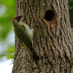 Green Woodpecker (male) near nest hole, Arne