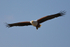 African Fish Eagle carrying a fish