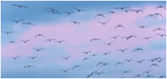 Overflight of Brent Geese, Bull Island, Co Dublin