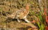Ptarmigam.