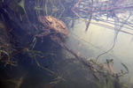 A male common toad in amplexus with the much larger female beneath the