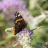 2nd July Red Admiral on Buddleia