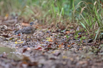 Sunbittern on leaf-str...