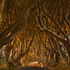 Early Morning Dark Hedges