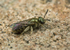 Halictus tumulorum (f)