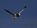 Dark adult Snow Goose flying, Bosque del Apache, New Mexico