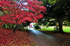 Acer in autumn at Cockington